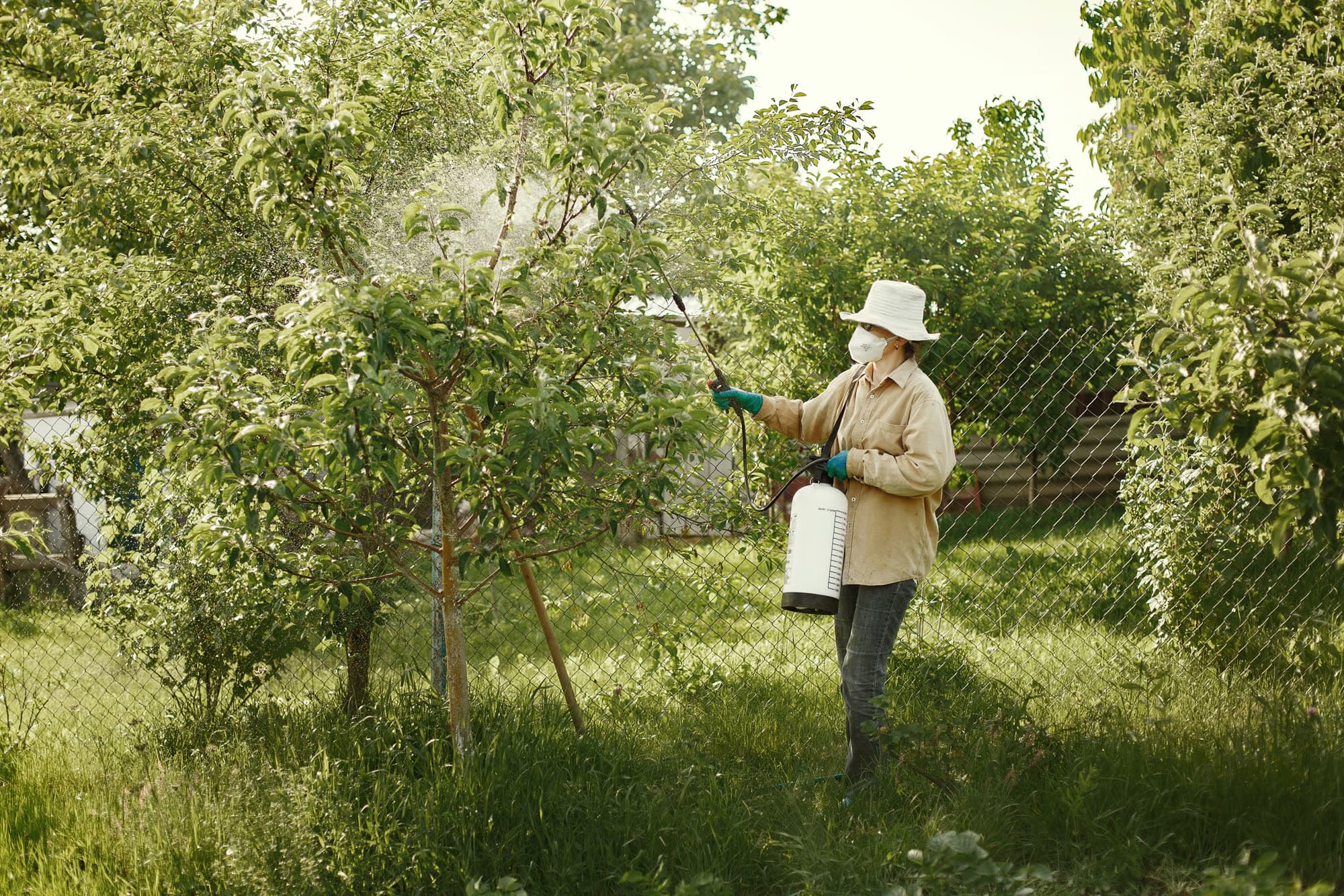 A technician in a hat and mask spraying the trees in a garden.